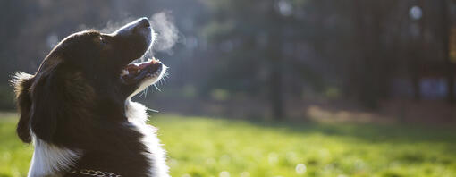 koira hengittää ulos kylmässä ilmassa
